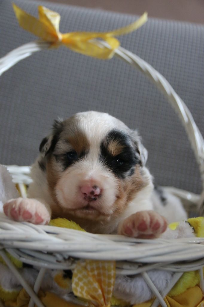 Du Lycoris Rouge - Chiots disponibles - Berger Australien