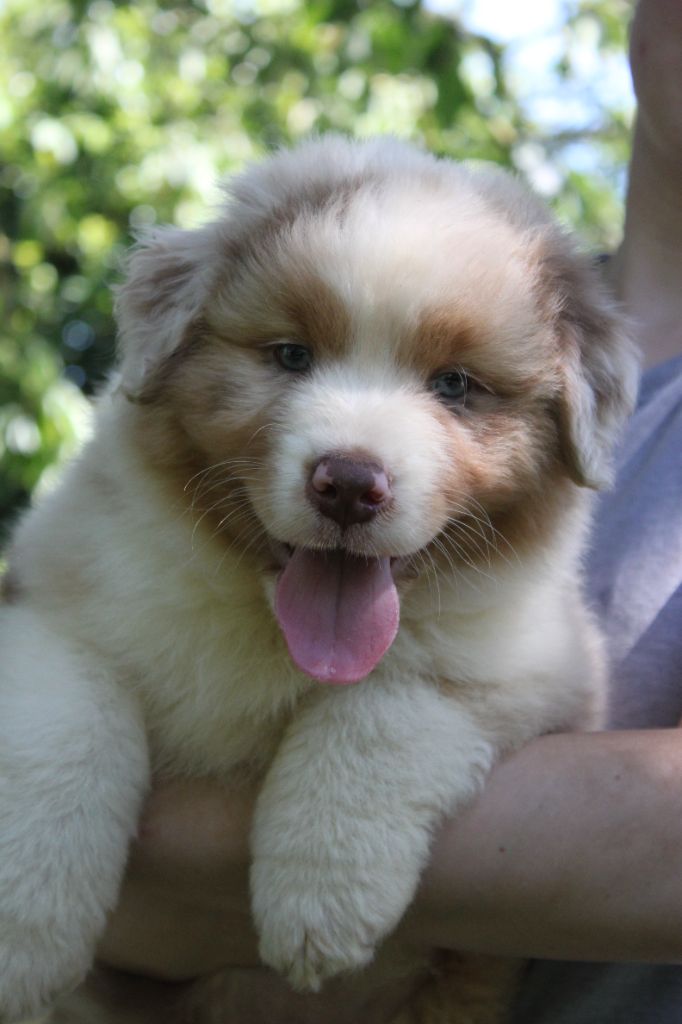 Du Lycoris Rouge - Chiots disponibles - Berger Australien