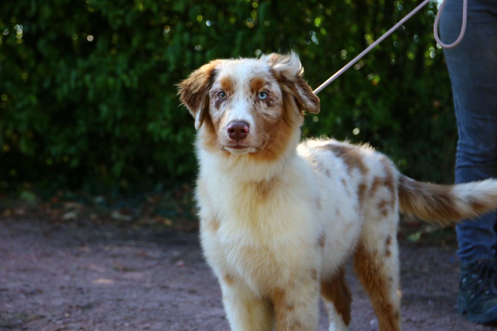 Du Lycoris Rouge - Chiots disponibles - Berger Australien