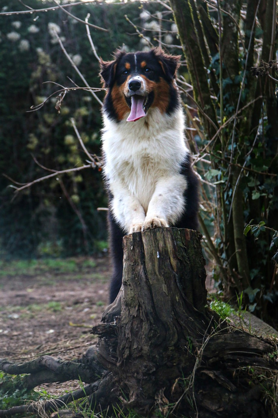 Du Lycoris Rouge - Chiots disponibles - Berger Australien