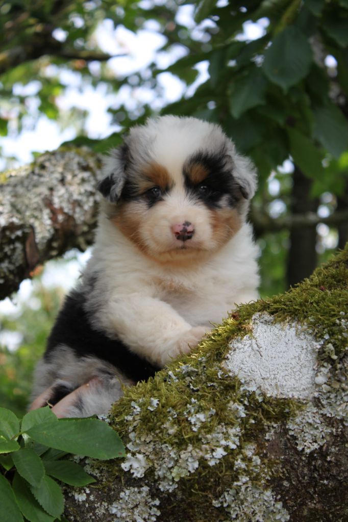Du Lycoris Rouge - Chiots disponibles - Berger Australien