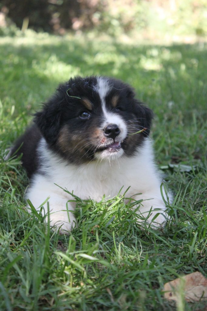 Du Lycoris Rouge - Chiots disponibles - Berger Australien