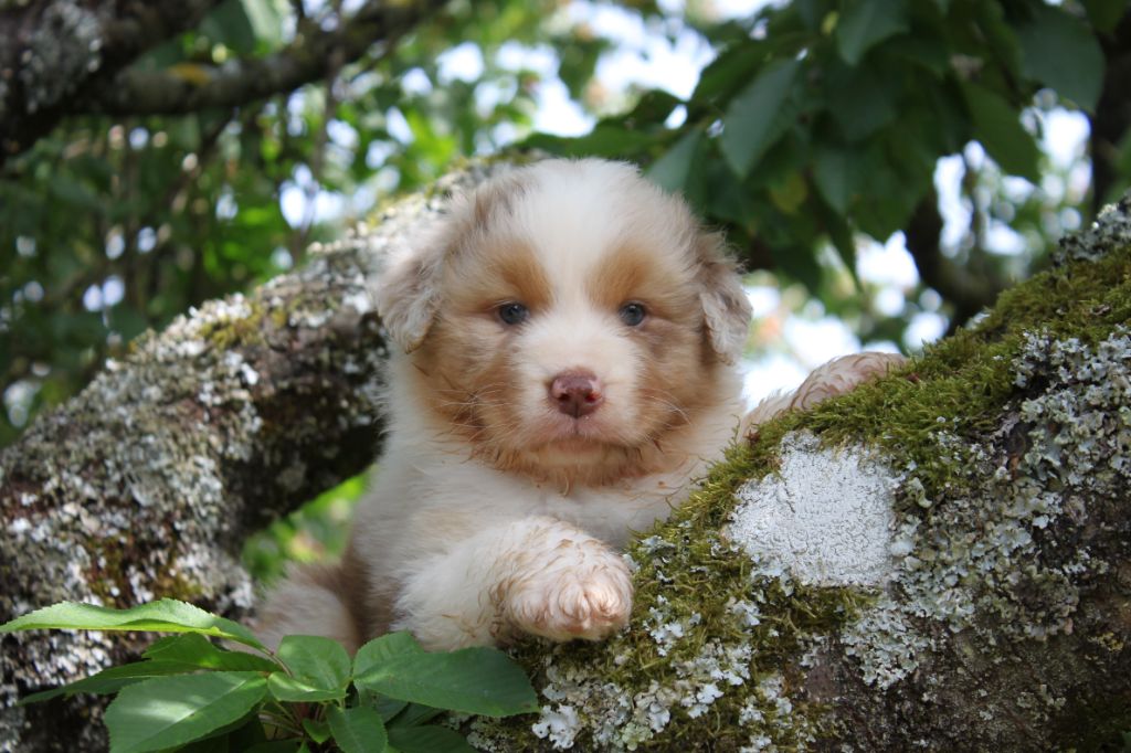 Du Lycoris Rouge - Chiots disponibles - Berger Australien