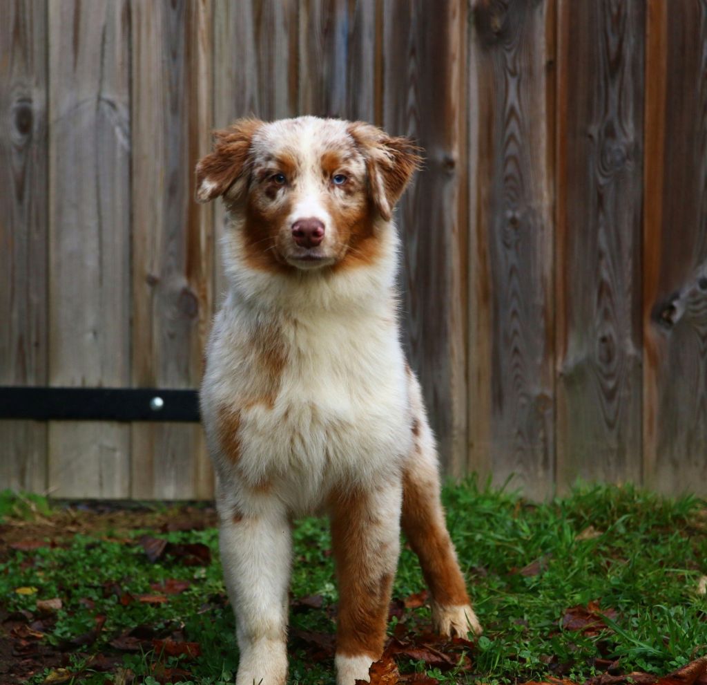 Du Lycoris Rouge - Chiots disponibles - Berger Australien