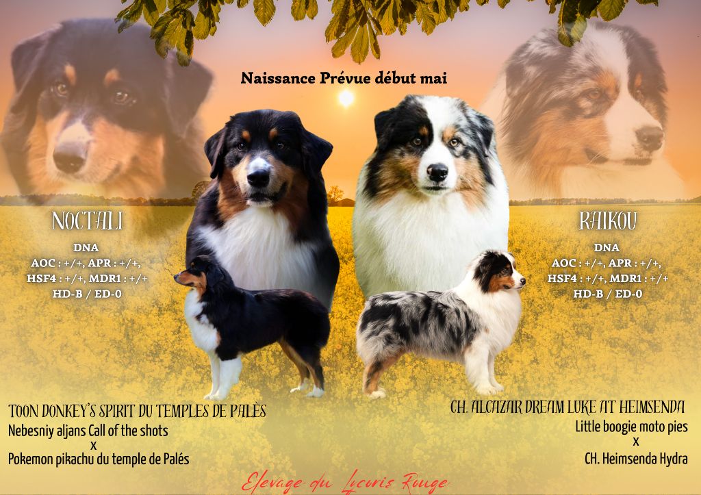 Chiot Berger Australien Du Lycoris Rouge