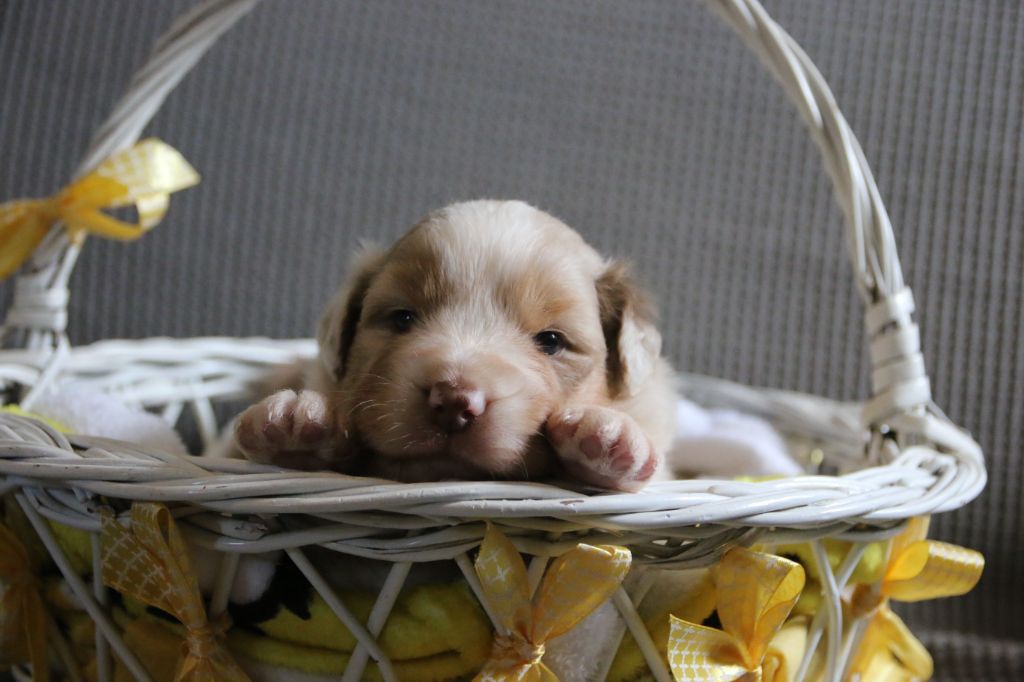 Du Lycoris Rouge - Chiots disponibles - Berger Australien