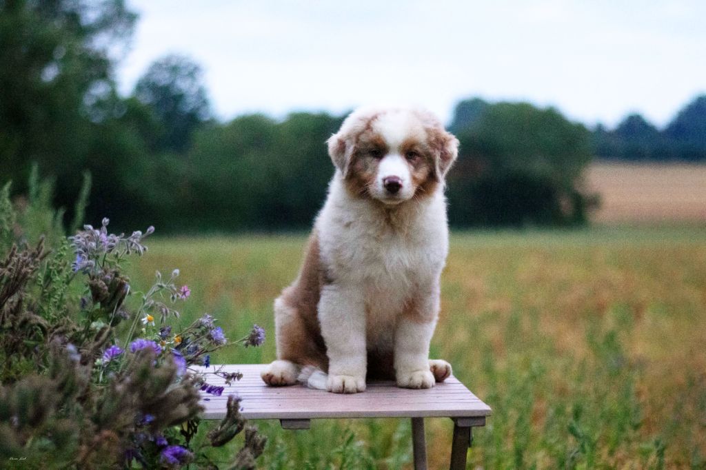 Du Lycoris Rouge - Chiots disponibles - Berger Australien