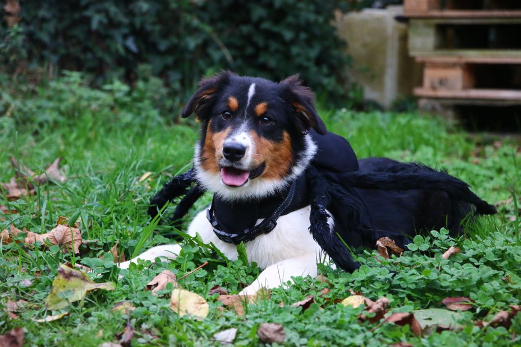 Du Lycoris Rouge - Chiots disponibles - Berger Australien