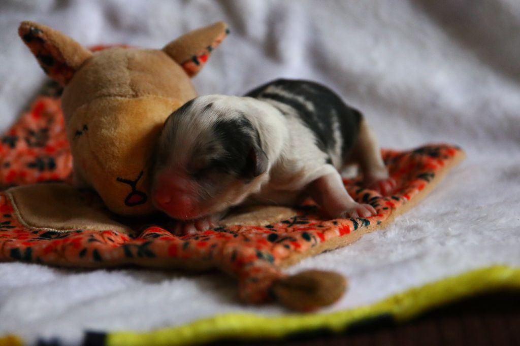 Du Lycoris Rouge - Chiots disponibles - Berger Australien