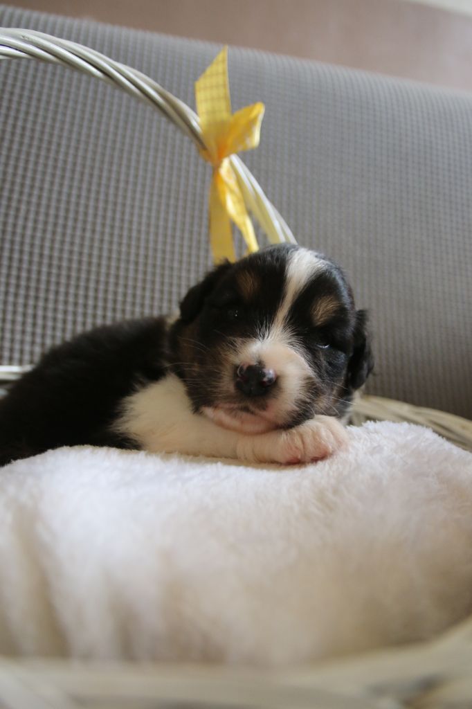 Du Lycoris Rouge - Chiots disponibles - Berger Australien