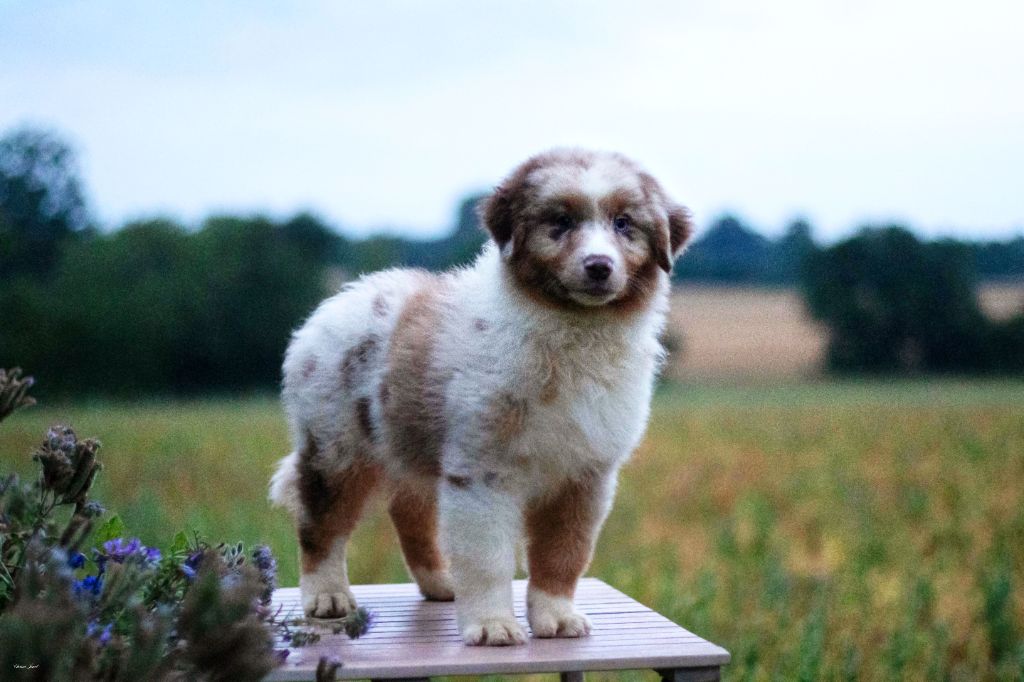 Du Lycoris Rouge - Chiots disponibles - Berger Australien