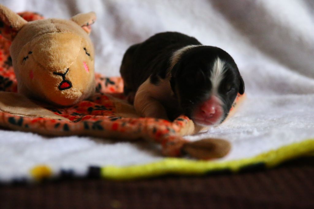 Du Lycoris Rouge - Chiots disponibles - Berger Australien