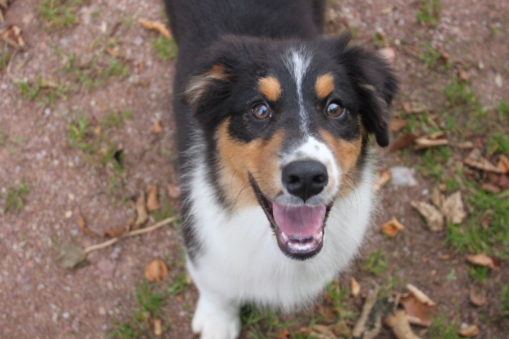 Du Lycoris Rouge - Chiots disponibles - Berger Australien