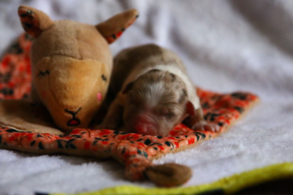 Du Lycoris Rouge - Chiots disponibles - Berger Australien