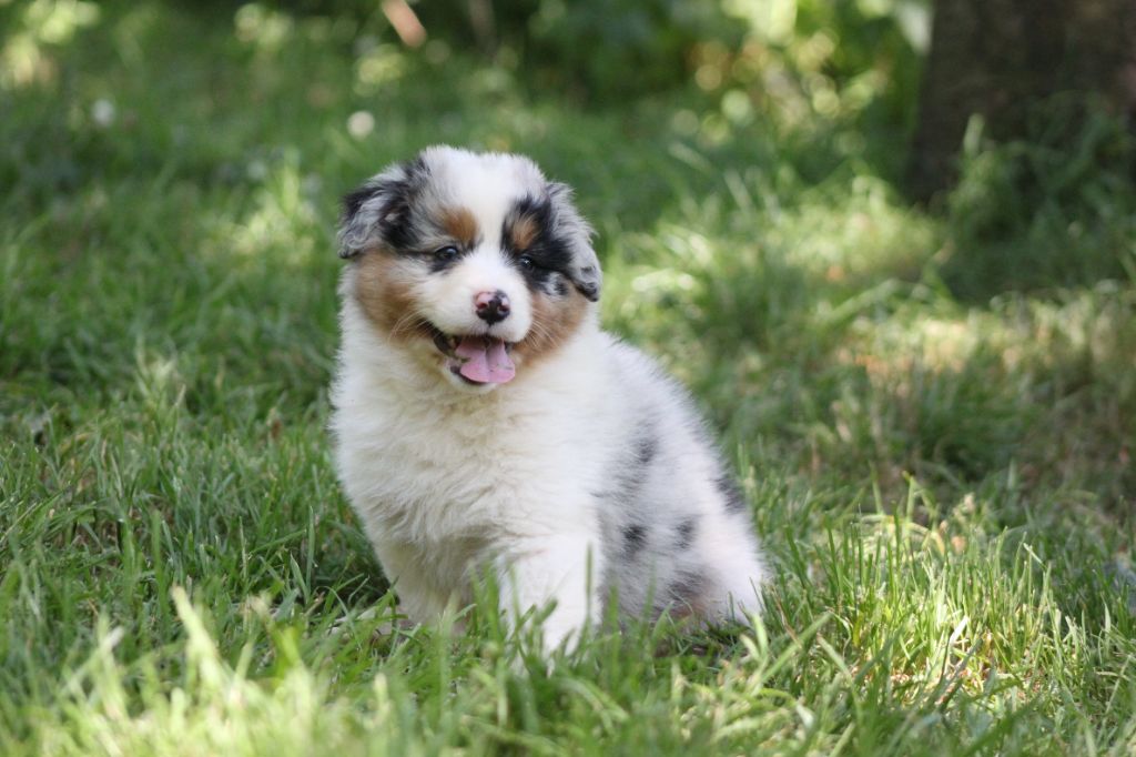 Du Lycoris Rouge - Chiots disponibles - Berger Australien