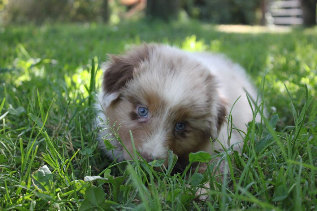 Du Lycoris Rouge - Chiots disponibles - Berger Australien