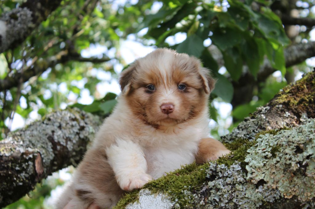 Du Lycoris Rouge - Chiots disponibles - Berger Australien