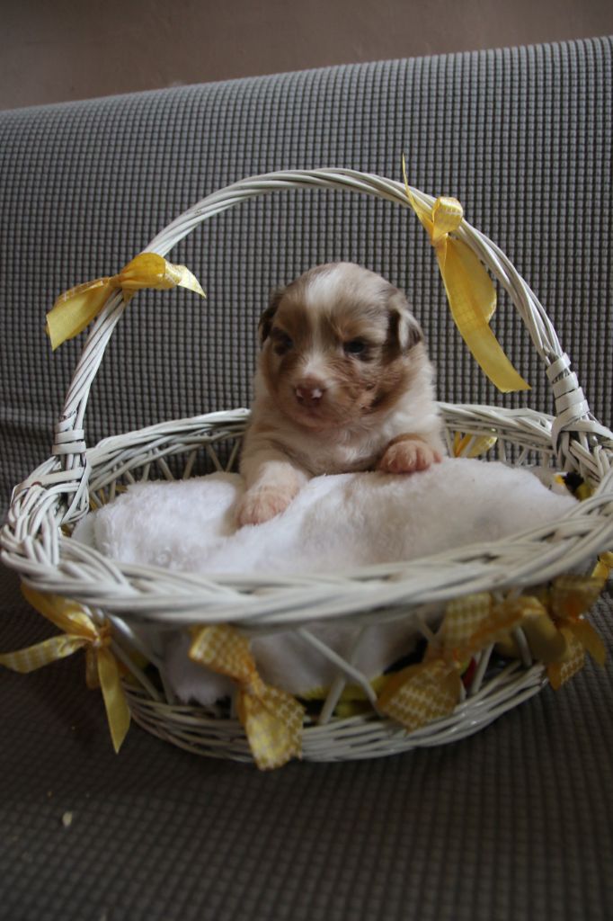 Du Lycoris Rouge - Chiots disponibles - Berger Australien